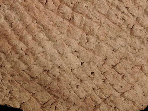 Coulbourn cord-marked rim sherd close up view from Killens Pond site, Delaware-Lot# 70-Courtesy of the Delaware State Museums.